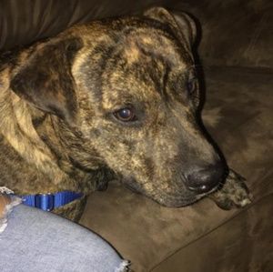 Meet your Posher, Quaison